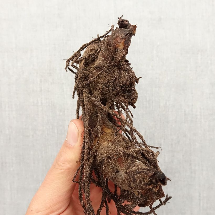 Canna Striata Bulbo taglia I esemplare consegnato in primavera