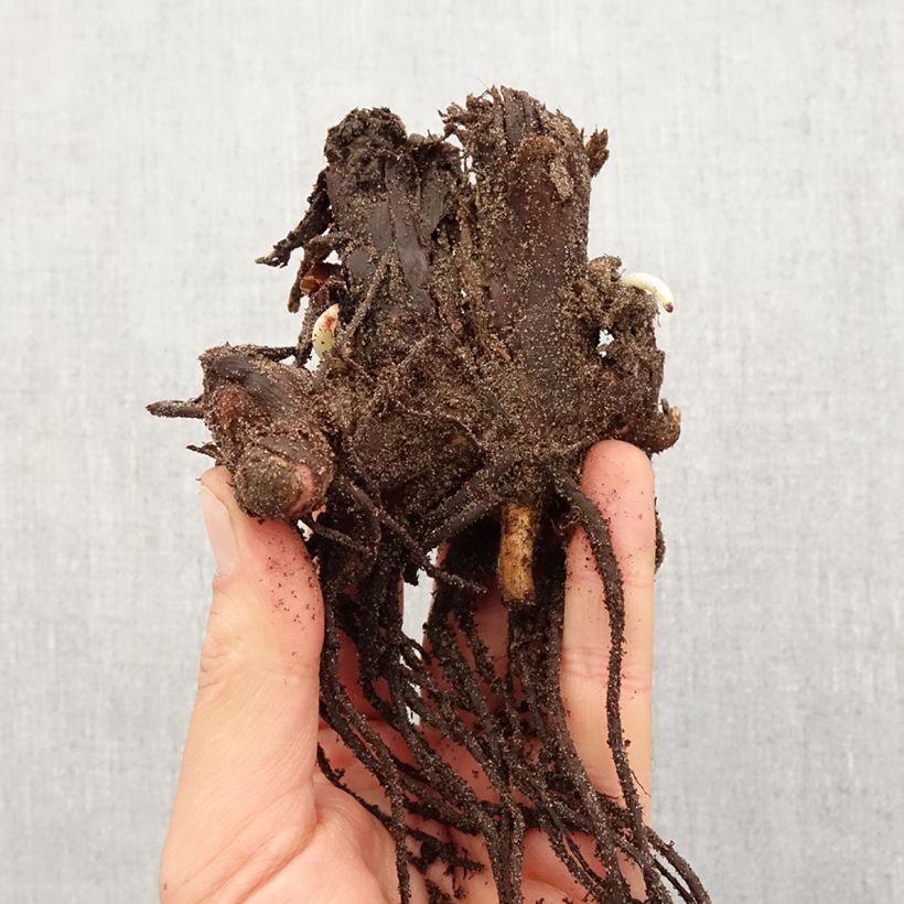 Canna Stuttgart Bulbo taglia I esemplare consegnato in primavera