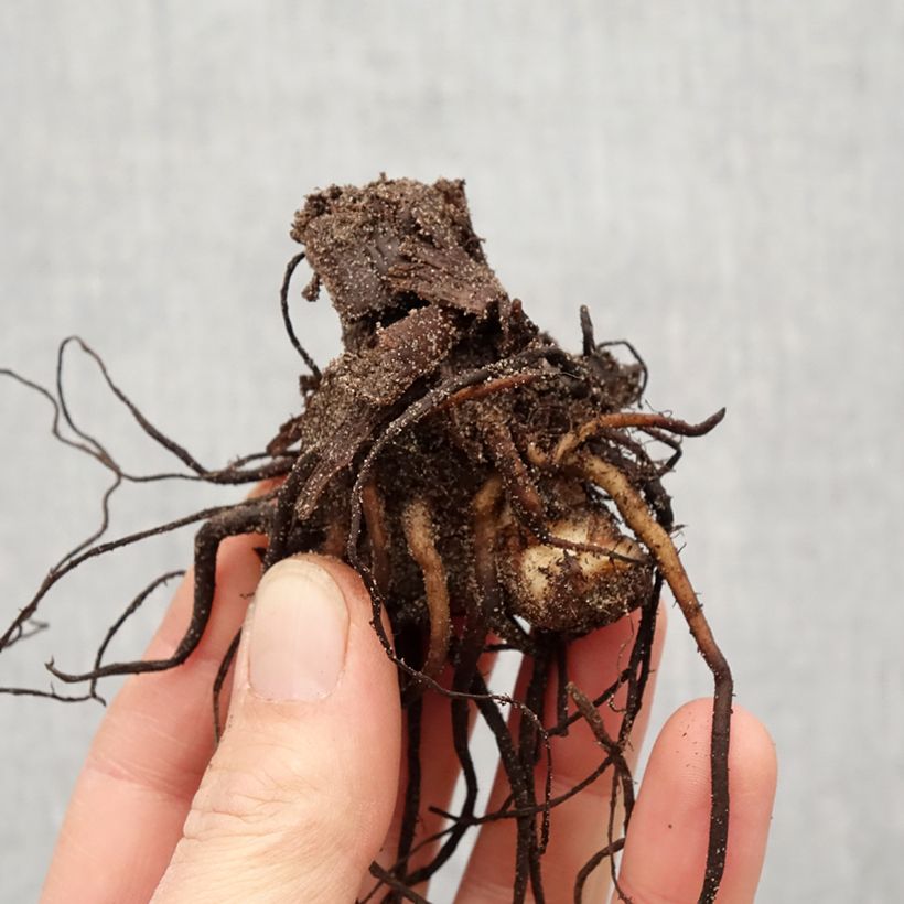 Canna Talisman Bulbo taglia I esemplare consegnato in primavera