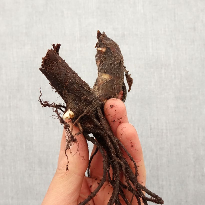 Canna Taroudant Bulbo taglia I esemplare consegnato in primavera