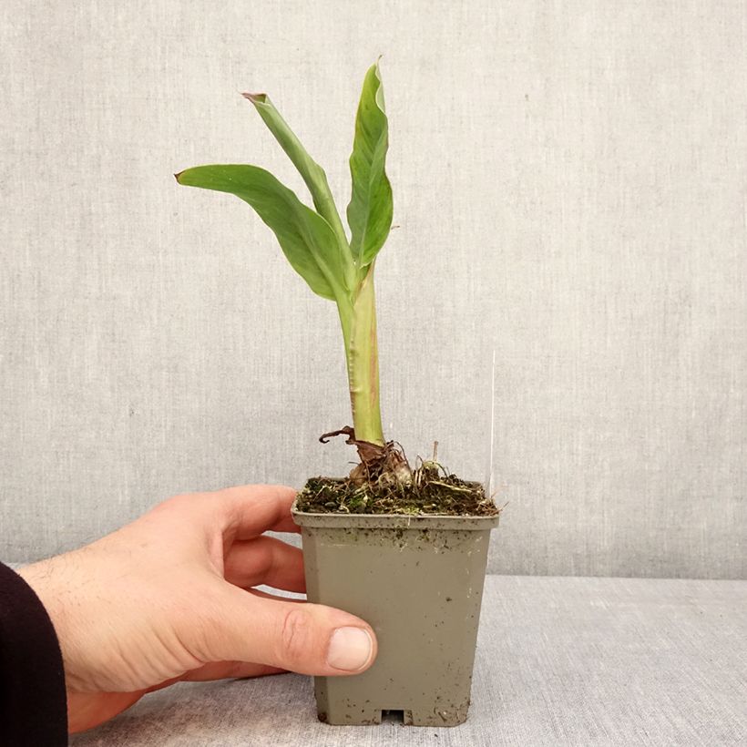 Canna Taroudant Vasetto da 8/9 cm taglia I esemplare consegnato in primavera