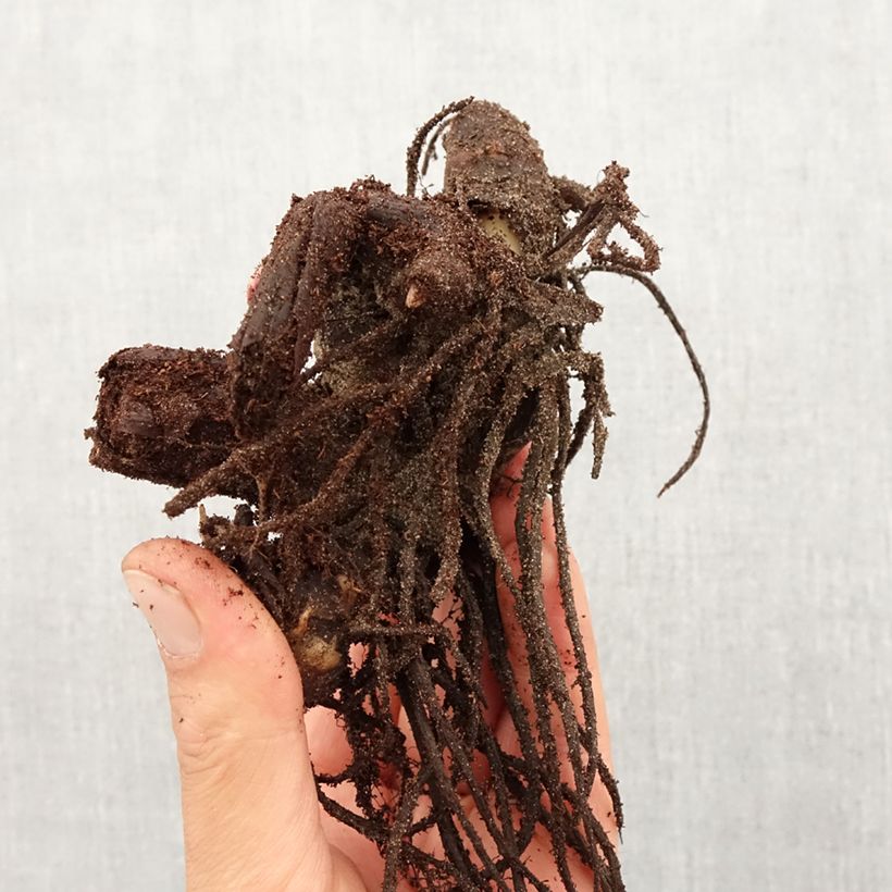 Canna Tarouking Bulbo taglia I esemplare consegnato in primavera