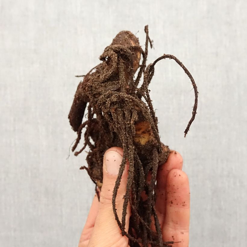 Canna Yellow Humbert Bulbo taglia I esemplare consegnato in primavera