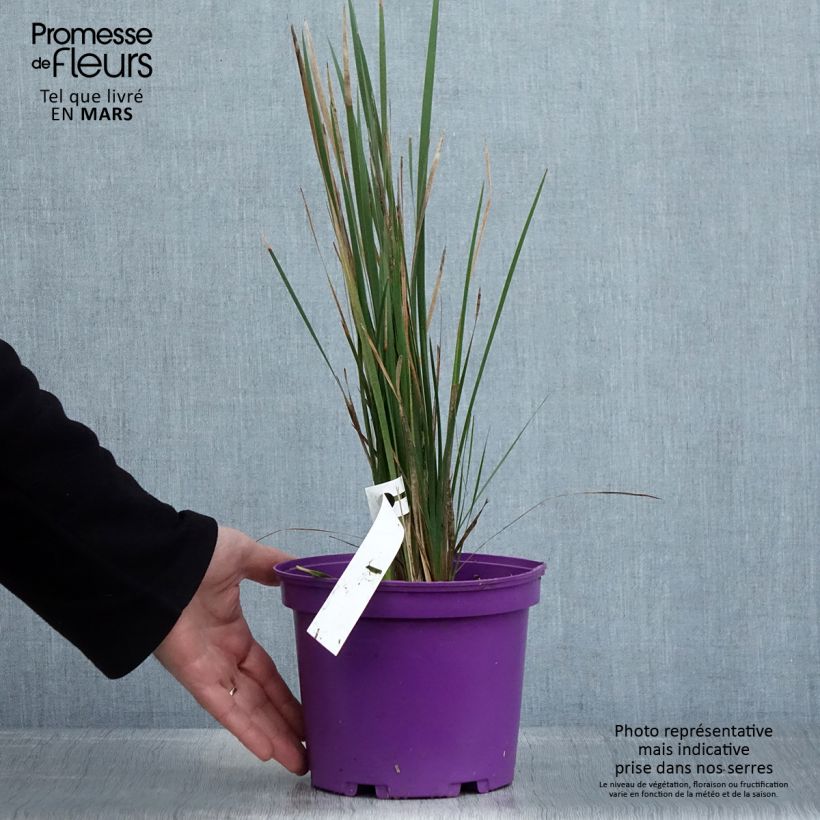 Dierama Blackberry Bells Vaso da 2L/3L esemplare consegnato in primavera