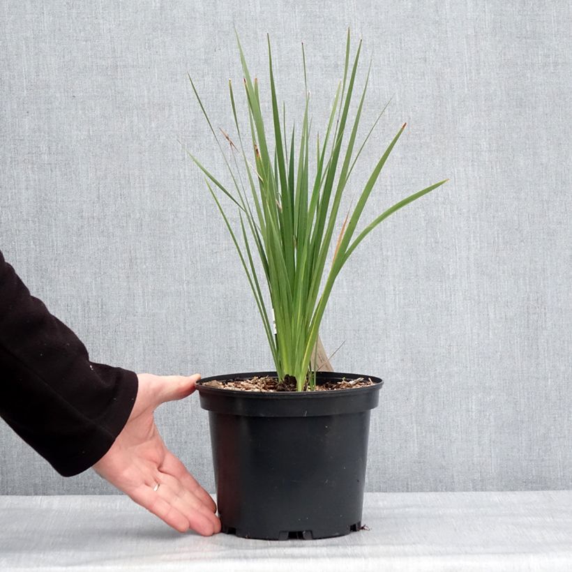 Canne à pêche des anges - Dierama igneum Pot de 2L/3L esemplare consegnato in inverno