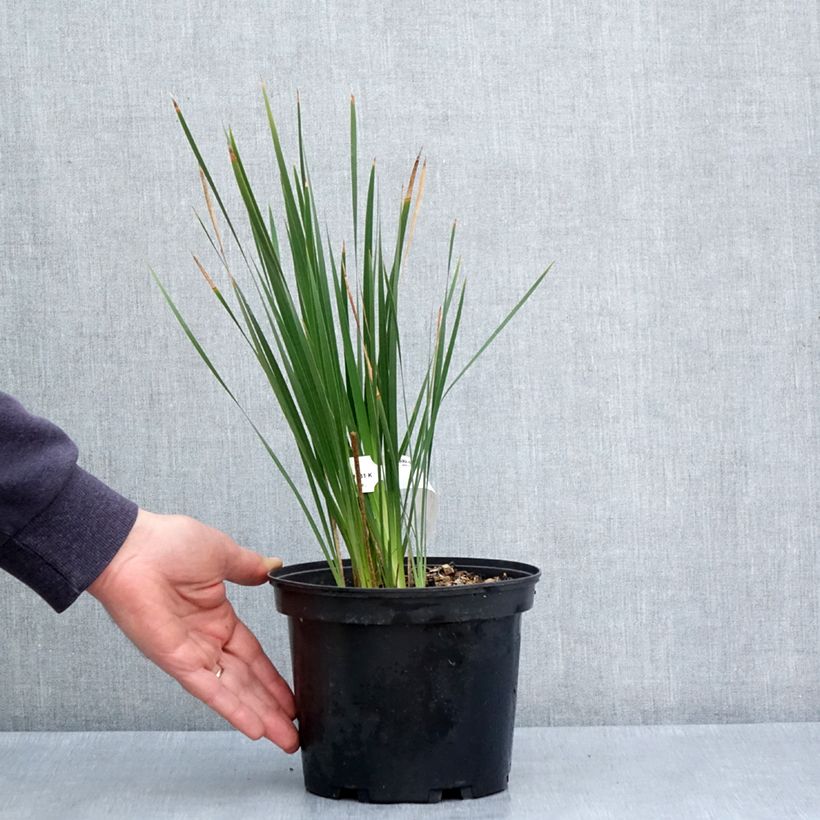 Example of Dierama igneum Vaso da 2L/3L as you get in printemps