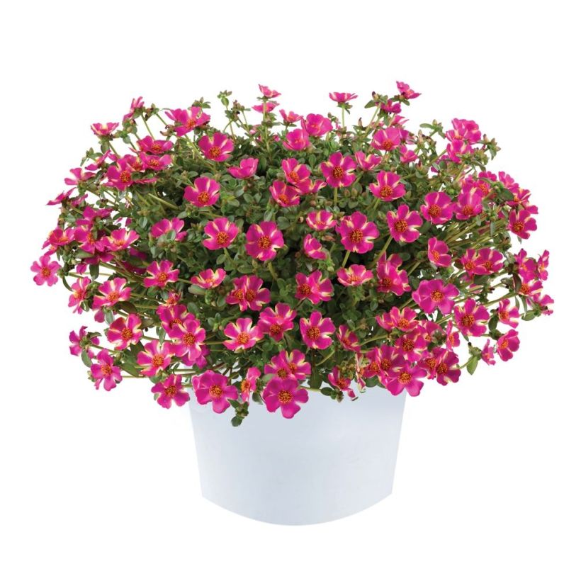 Portulaca Campino Twist Pink (Porto)