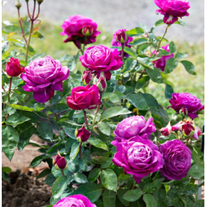 Rosa polyantha Heidi Klum (Porto)