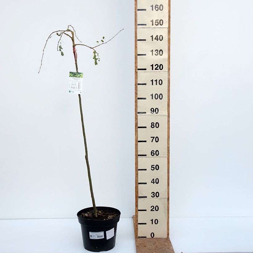 Esemplare di Caragana arborescens Pendula Vaso da 4L/5L, Vaso impalcato come consegnato in autunno