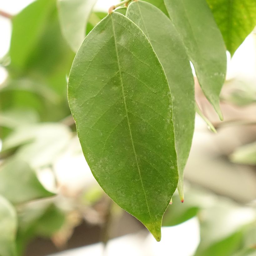 Carambola Arkin - Averrhoa carambola (Fogliame)