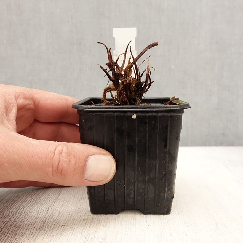 Cardiandra Bunches of the Sky Vasetto da 8/9 cm esemplare consegnato in primavera