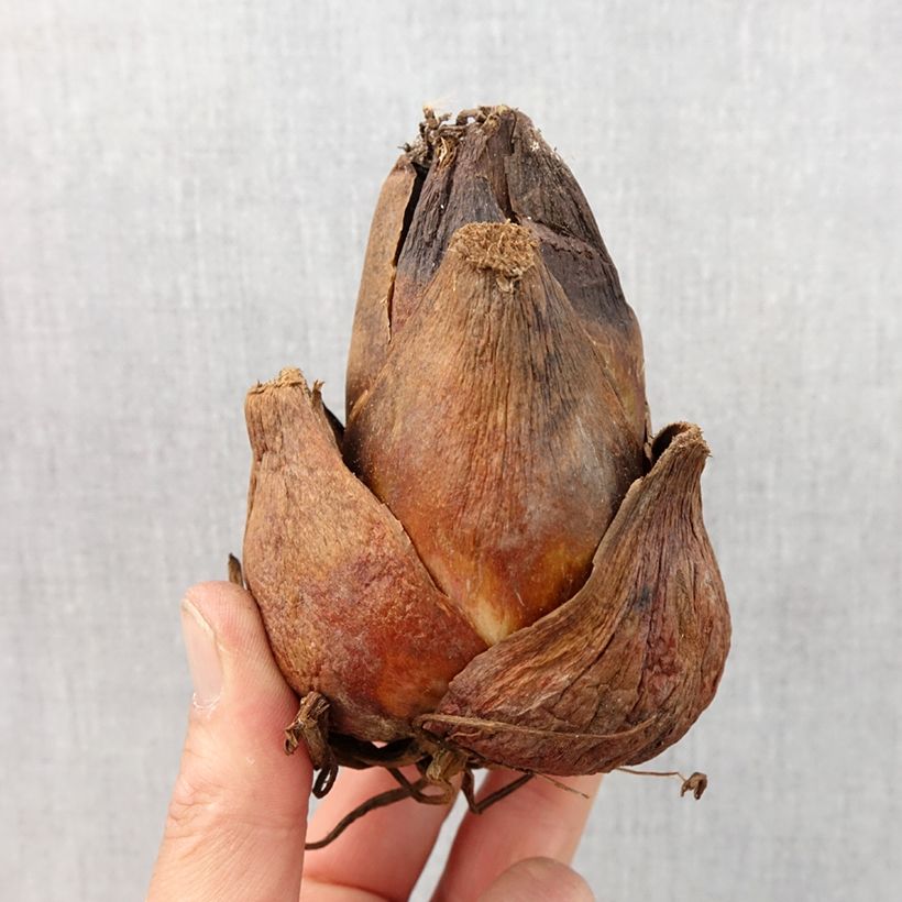 Cardiocrinum giganteum Bulbo taglia 24+ esemplare consegnato in primavera