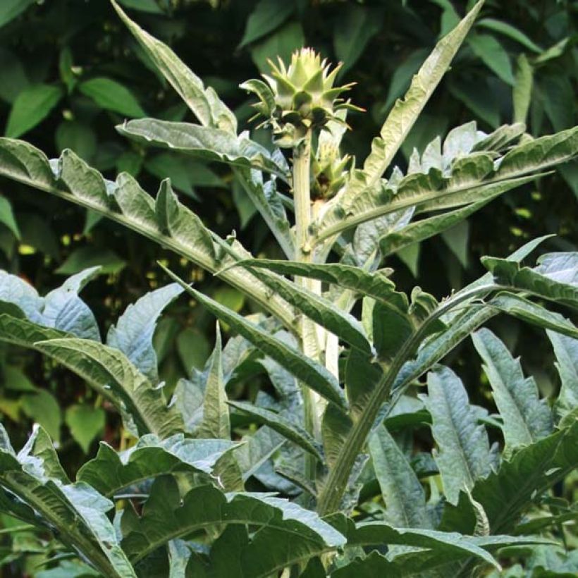 Cynara cardunculus var. altilis - Cardo (Foliage)