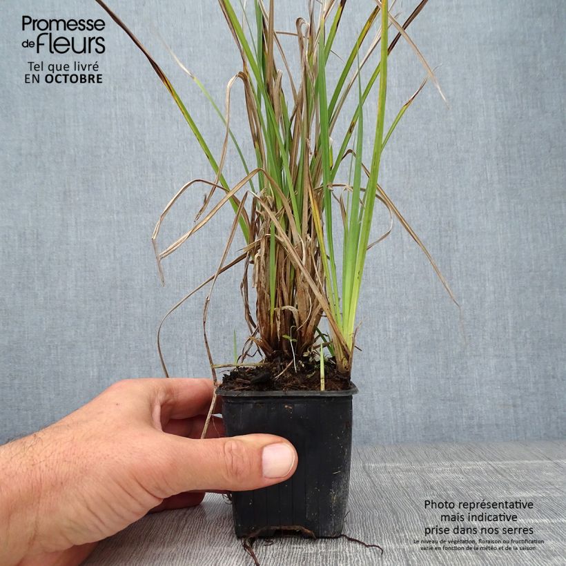 Esemplare di Carex acutiformis - Carice tagliente Vasetto da 8/9 cm come consegnato in autunno