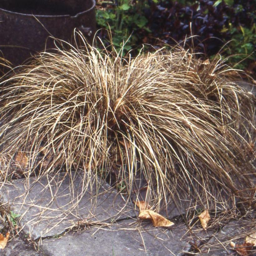 Carex buchananii - Carice di Buchanan (Porto)