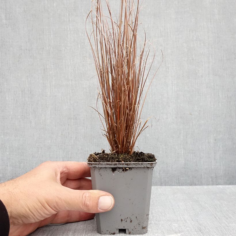 Esemplare di Carex buchananii Red Rooster - Carice di Buchanan Vasetto da 8/9 cm come consegnato in autunno