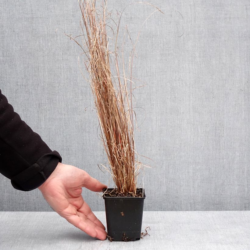 Carex buchananii Red Rooster - Laîche de Buchanan Godet de 8/9 cm esemplare consegnato in inverno