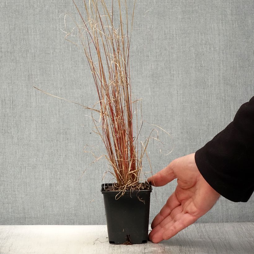 Carex buchananii Red Rooster - Carice di Buchanan Vasetto da 8/9 cm esemplare consegnato in primavera