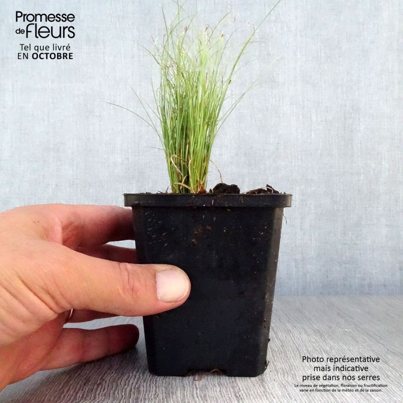 Esemplare di Carex comans Frosted Curls Vasetto da 8/9 cm come consegnato in autunno