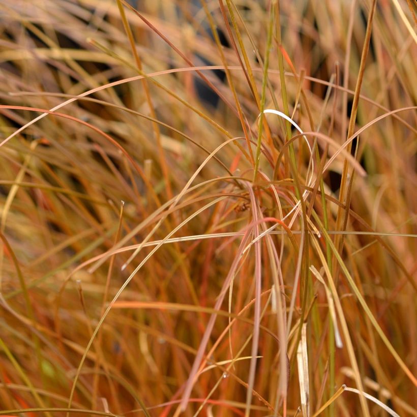Carex comans Bronze Form (Fogliame)