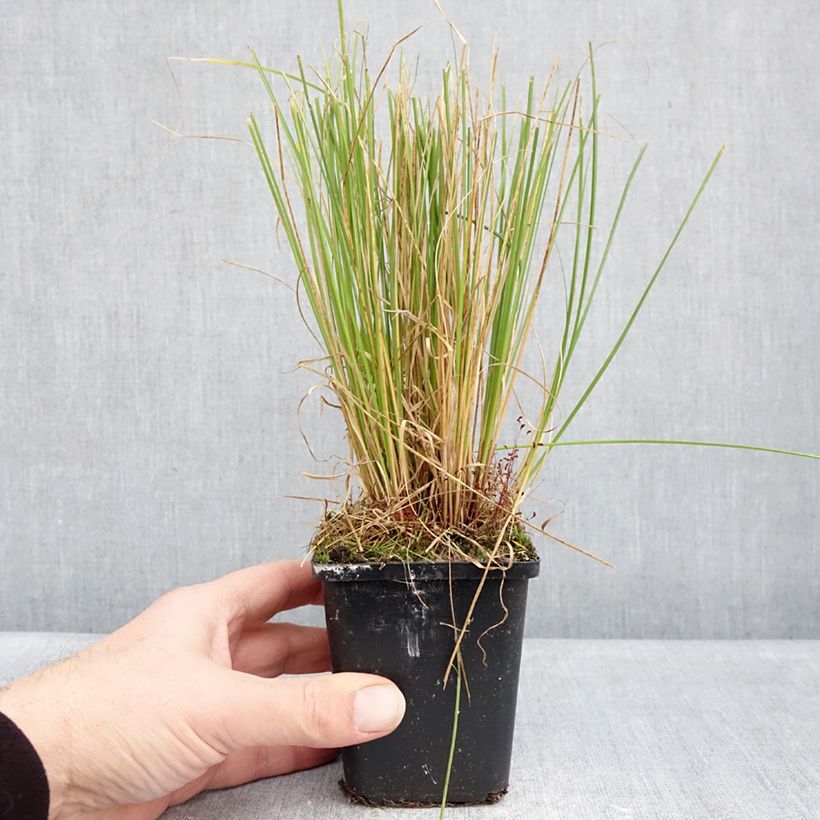 Example of Carex comans Phoenix Green Vasetto da 8/9 cm as you get in hiver