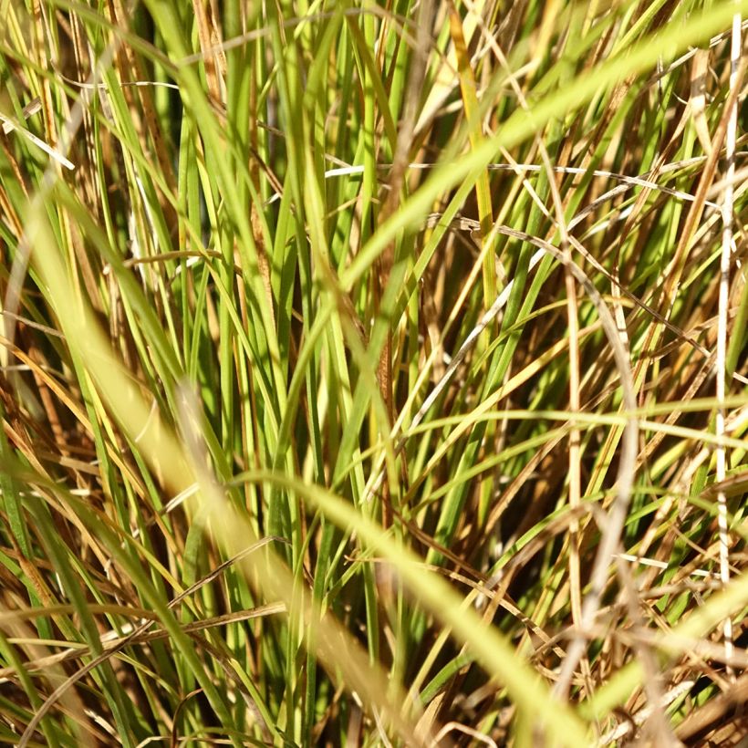 Carex comans Phoenix Green (Foliage)