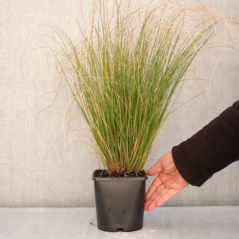 Example of Carex comans Phoenix Green Vaso da 1,5L/2L as you get in hiver