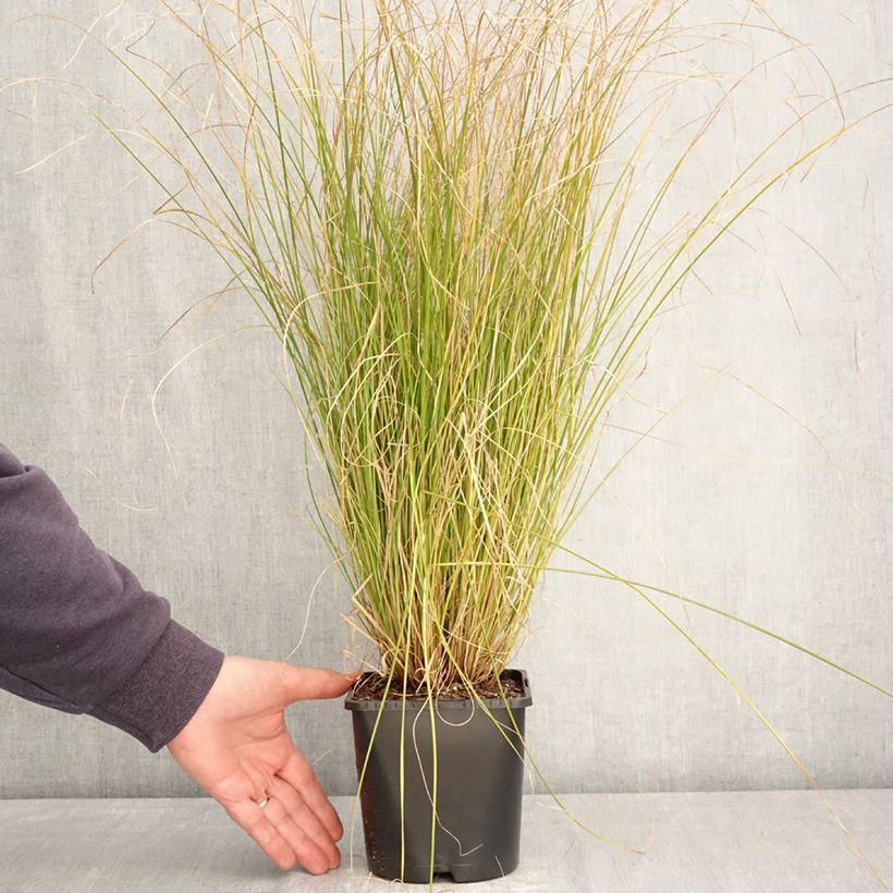 Carex comans Phoenix Green Vaso da 1,5L/2L esemplare consegnato in primavera