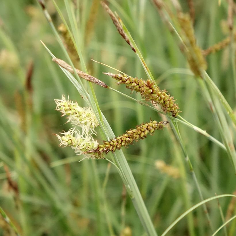 Carex flacca Blue Zinger - Carice glauca (Fioritura)