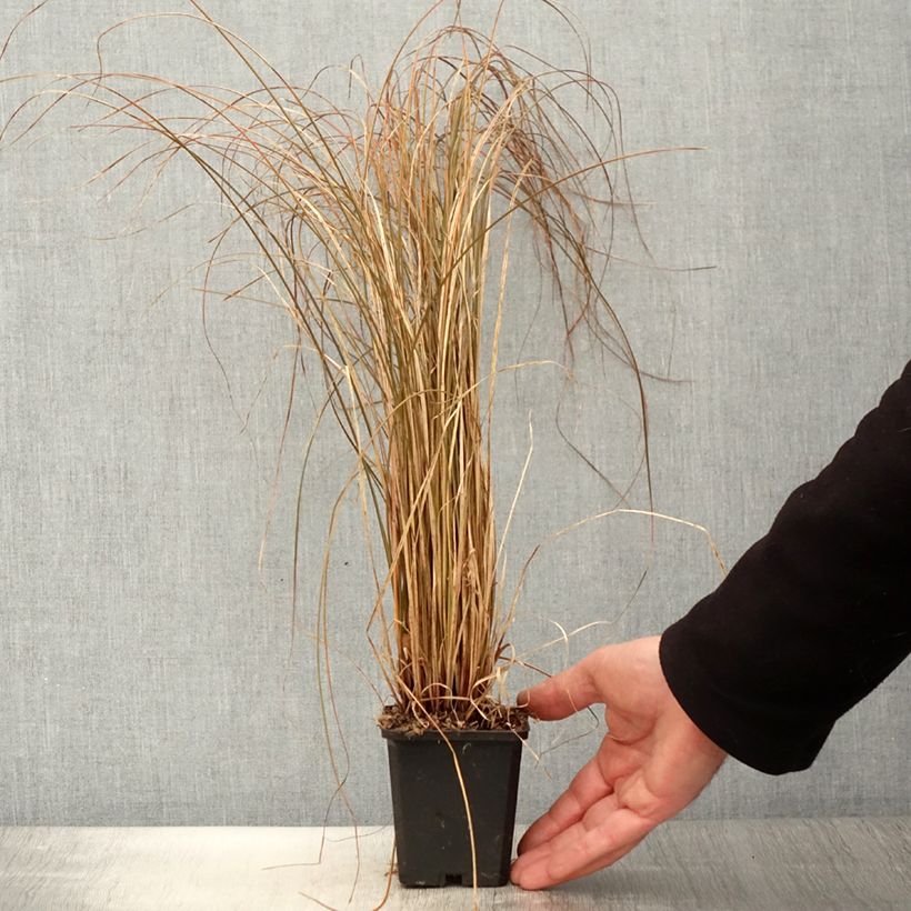 Example of Carex flagellifera Bronzita Vasetto da 8/9 cm as you get in printemps