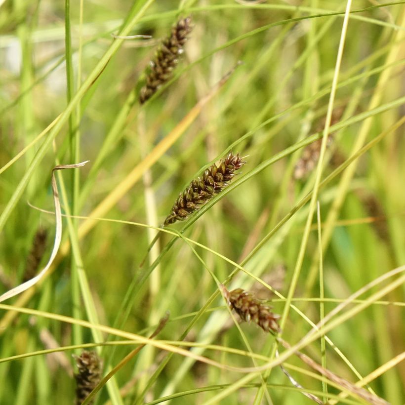 Carex flagellifera Kiwi (Fioritura)