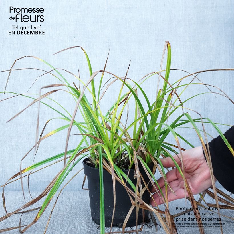 Esemplare di Carex grayi - Laîche massue Pot de 2L/3L come consegnato in autunno