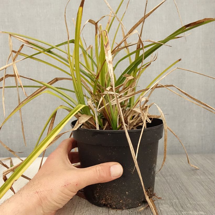 Example of Carex grayi Vaso da 2L/3L as you get in printemps