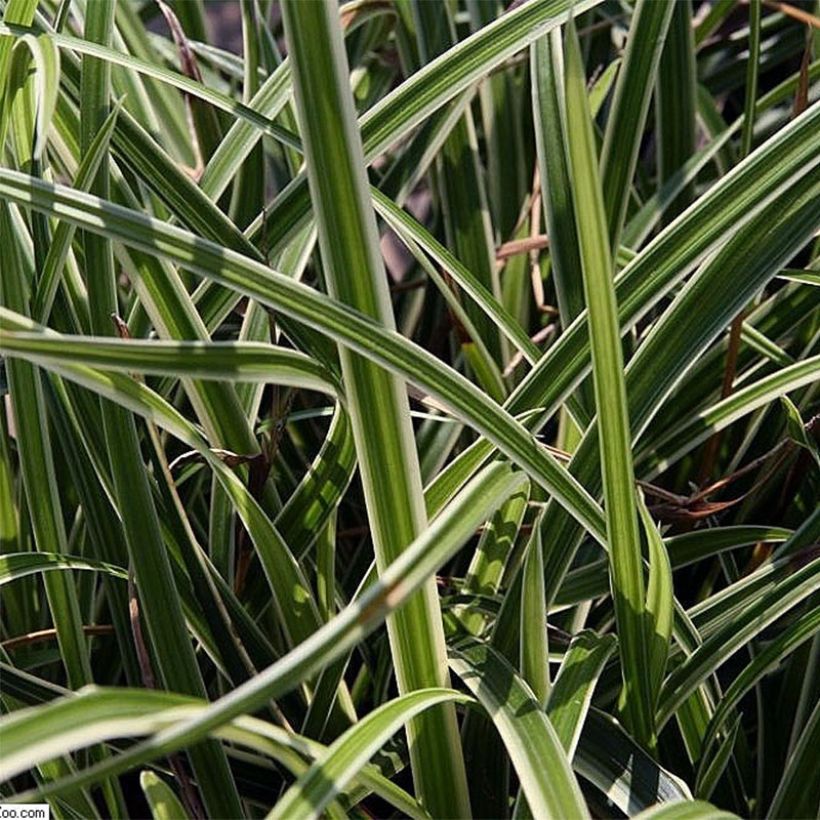 Carex morrowii Variegata - Carice variegato (Foliage)