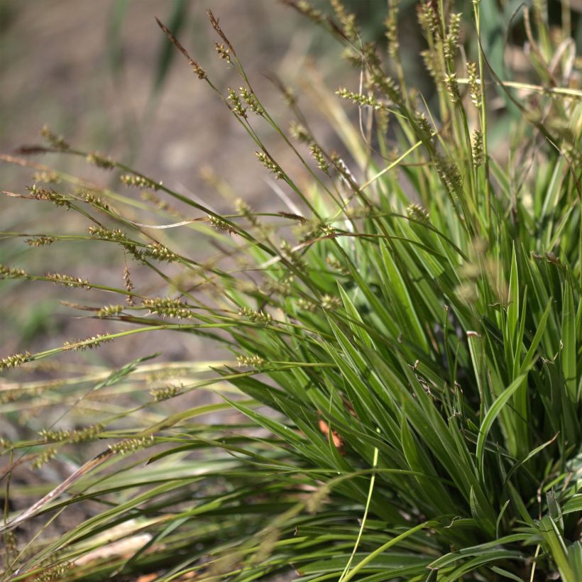 Carex morrowii Variegata - Carice variegato (Flowering)