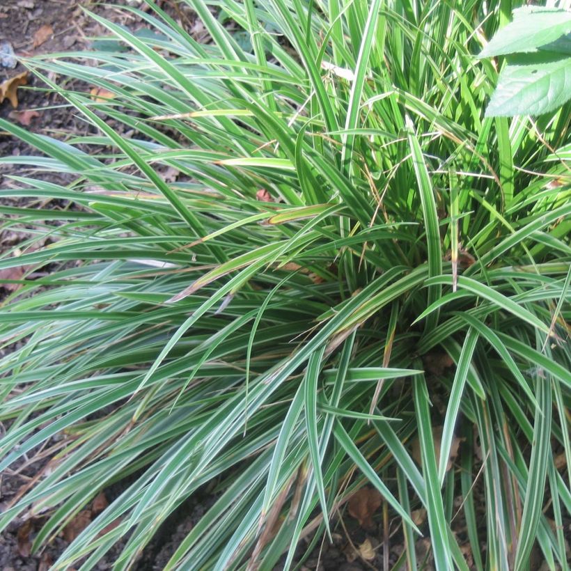 Carex morrowii Variegata - Carice variegato (Plant habit)