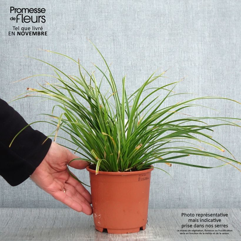 Esemplare di Carex morrowii Variegata - Carice variegato Vaso da 1L/1,5L come consegnato in autunno