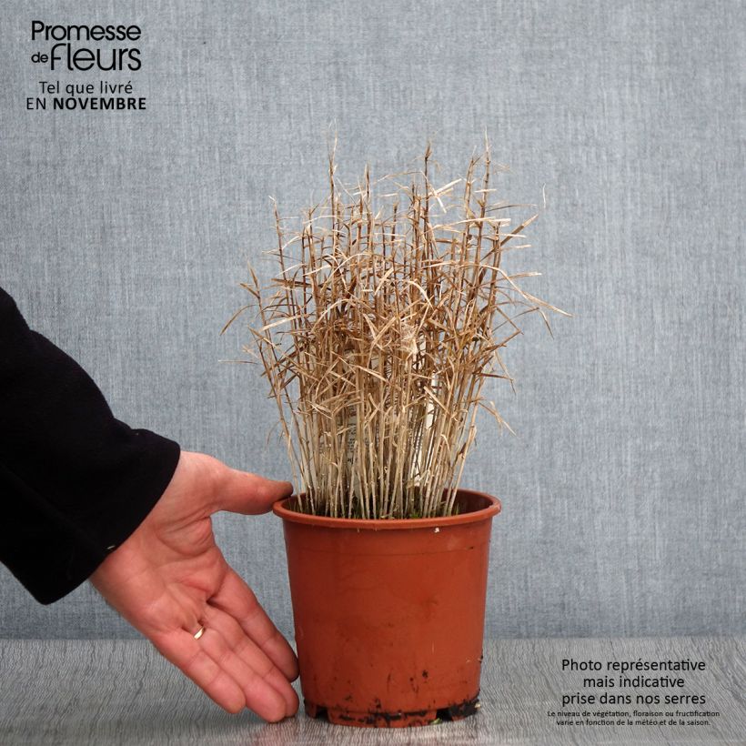 Esemplare di Carex muskingumensis Little Midge - Laîche d'Amérique Pot de 1L/1,5L come consegnato in autunno
