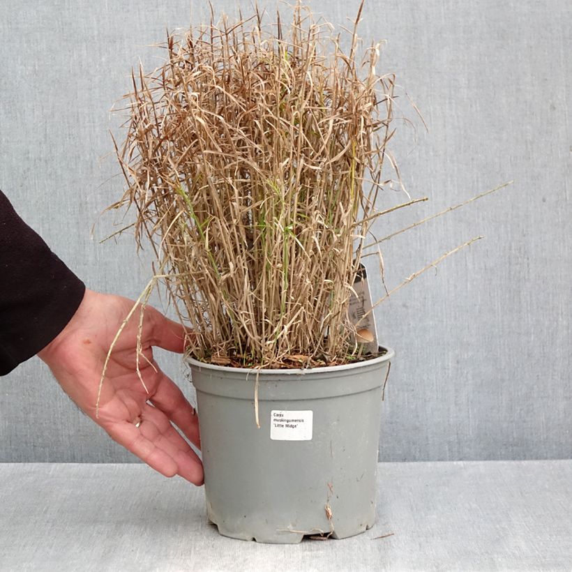 Esemplare di Carex muskingumensis Little Midge - Carice palma Vaso da 3L/4L come consegnato in autunno