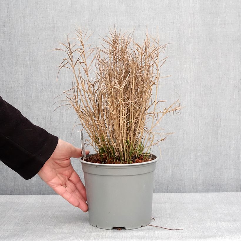 Carex muskingumensis Little Midge - Laîche d'Amérique Pot de 3L/4L esemplare consegnato in inverno