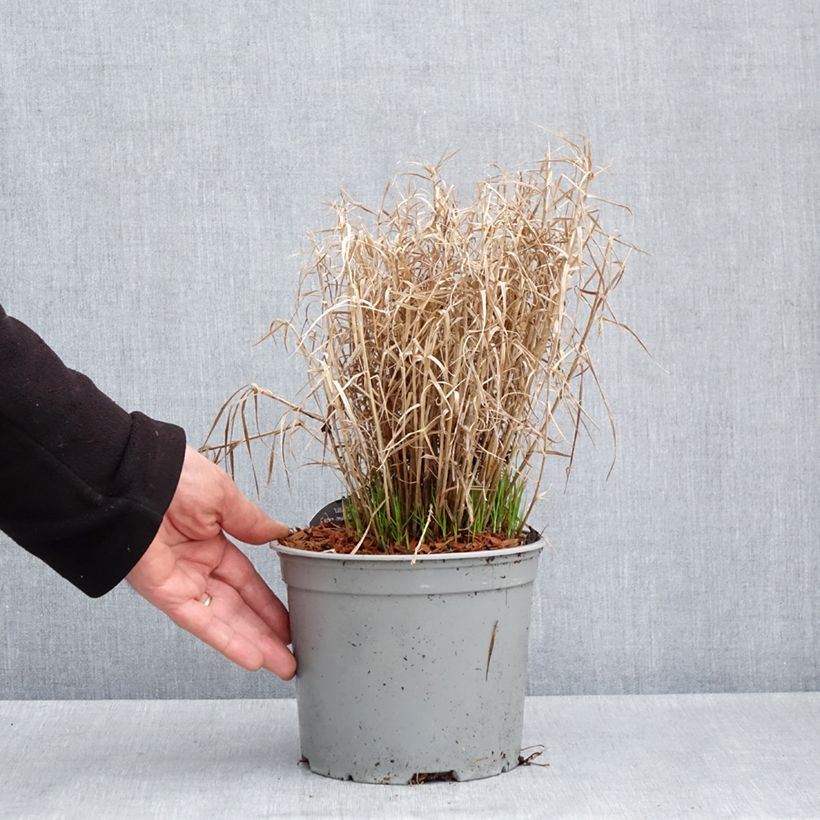 Carex muskingumensis Little Midge - Carice palma Vaso da 3L/4L esemplare consegnato in primavera