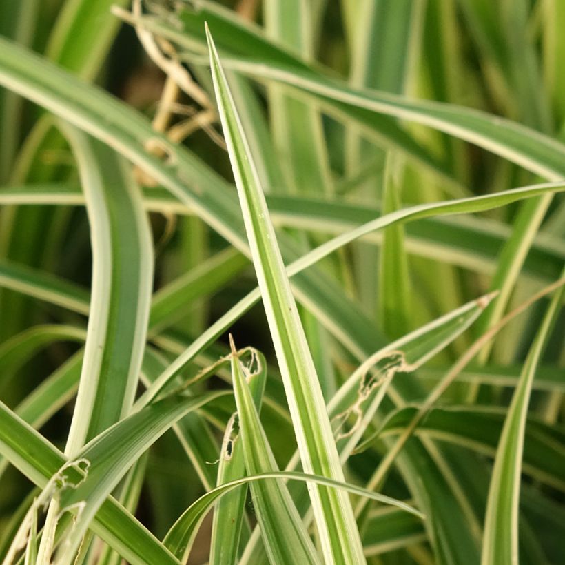 Carex muskingumensis variegata - Carice palma (Foliage)