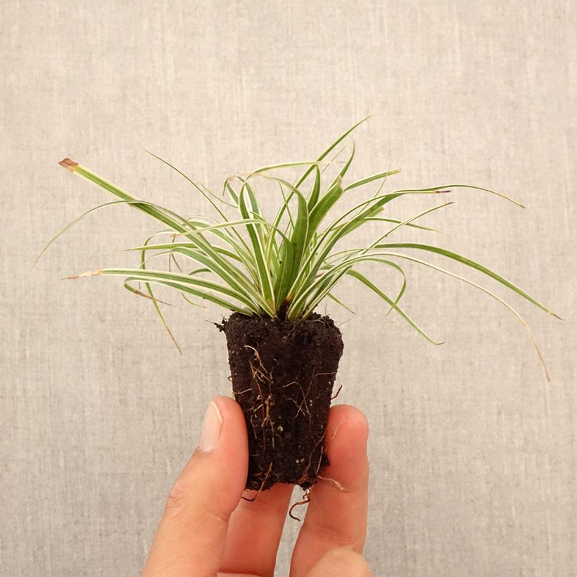 Esemplare di Carex oshimensis Everest - Carice giapponese mini zolla... come consegnato in autunno