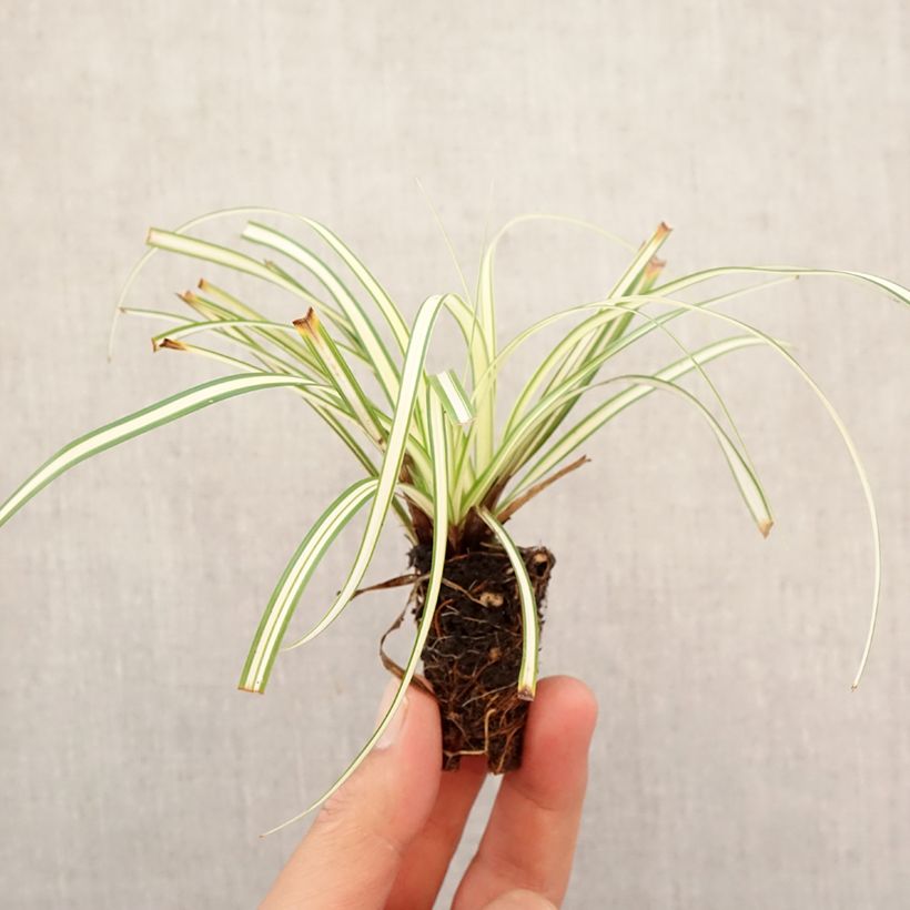 Esemplare di Carex oshimensis Evergold - Carice giapponese mini zolla... come consegnato in autunno
