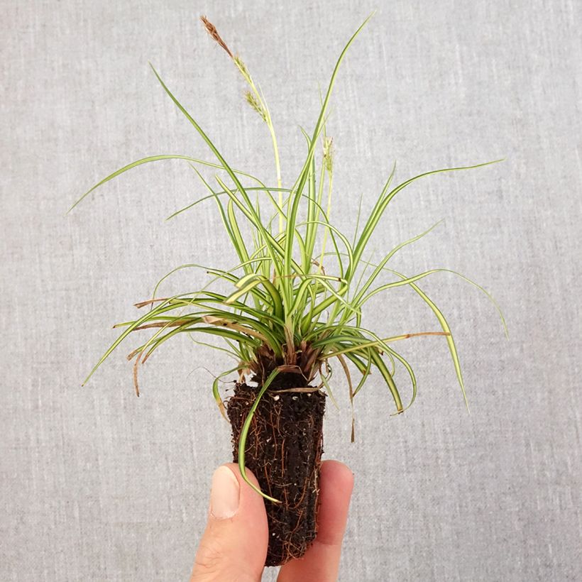 Example of Carex oshimensis EverColor Eversheen - Carice giapponese mini zolla... as you get in printemps
