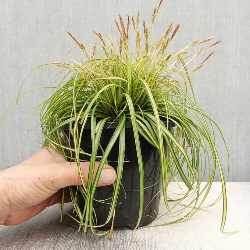 Example of Carex oshimensis EverColor Eversheen - Carice giapponese Vaso da 2L/3L as you get in printemps