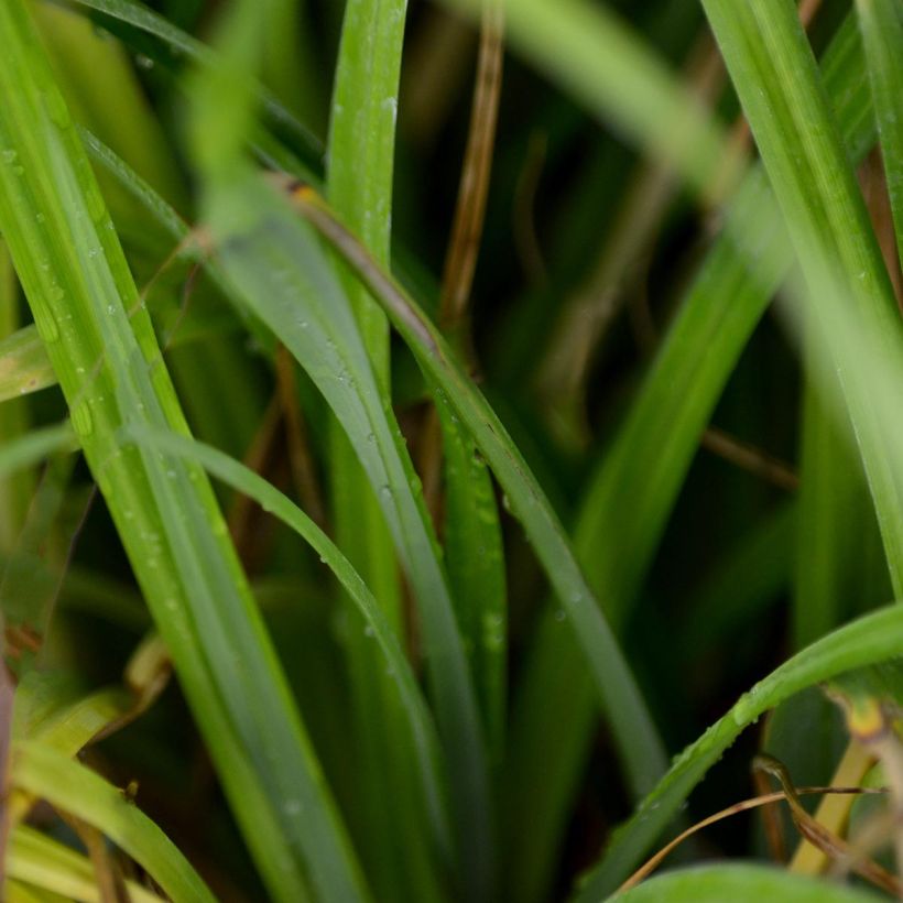Carex pendula - Carice maggiore (Foliage)