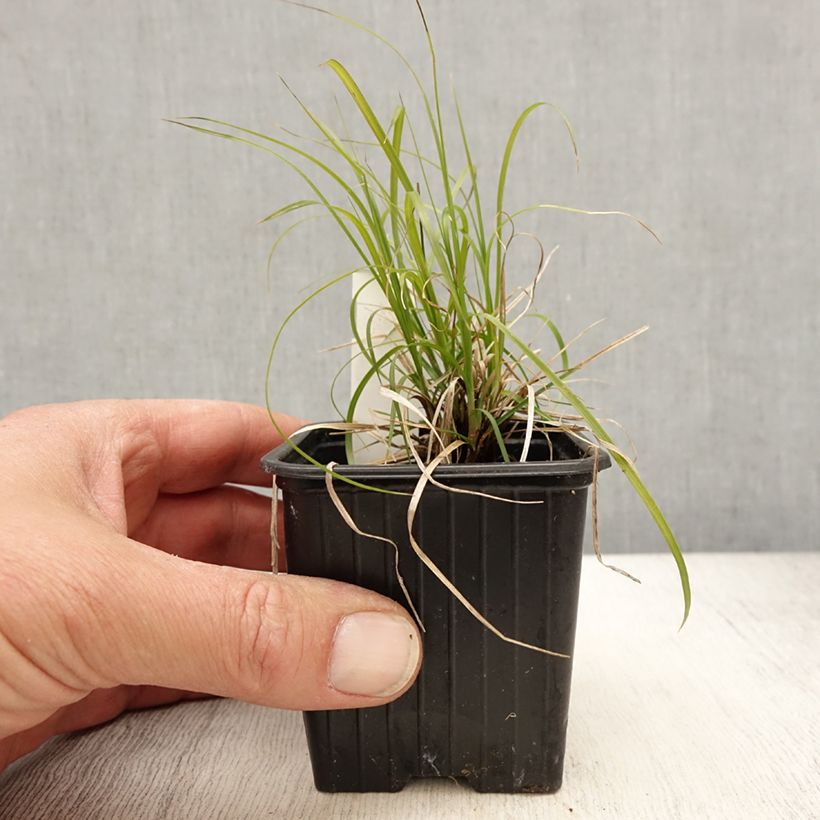 Carex pensylvanica - Carex ou Laîche de Pennsylvanie Vasetto da 8/9 cm esemplare consegnato in primavera