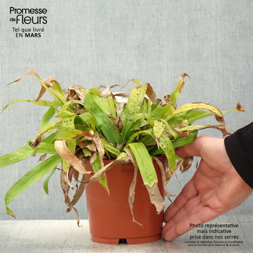 Example of Carex plantaginea Vaso da 1L/1,5L as you get in printemps
