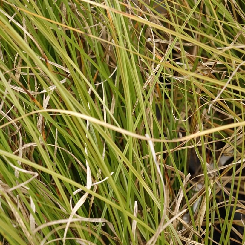 Carex secta - Laîche (Fogliame)
